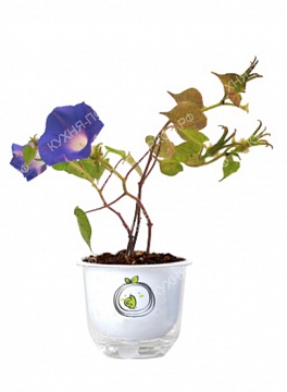 Изображения Растение с логотипом 10